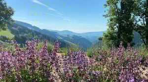 Salbeifeld-Kräuterbauer-(1)